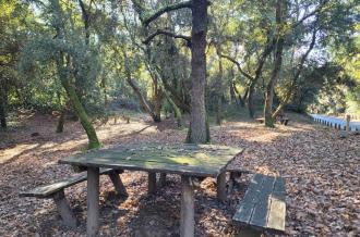 Aire de pique-nique - forêt domaniale_Le Grand-Village-Plage