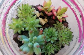 Atelier 7-12 ans : Mon jardin sous le verre. Nouveauté 2023 !