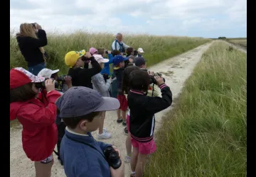 Migrateurs petit courrier à la réserve naturelle de Moëze-Oléron