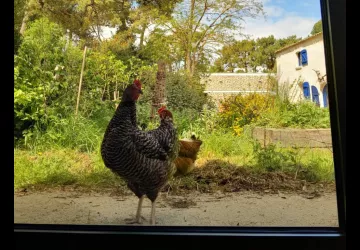 Atelier 7-12 ans : Une aire de jeux pour poules_Le Grand-Village-Plage